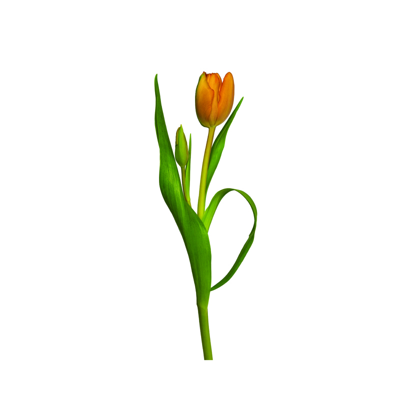 Tulpe vor weißem Hintergrund